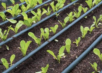 Como usar gotejamento e sensores para ter um jardim mais inteligente