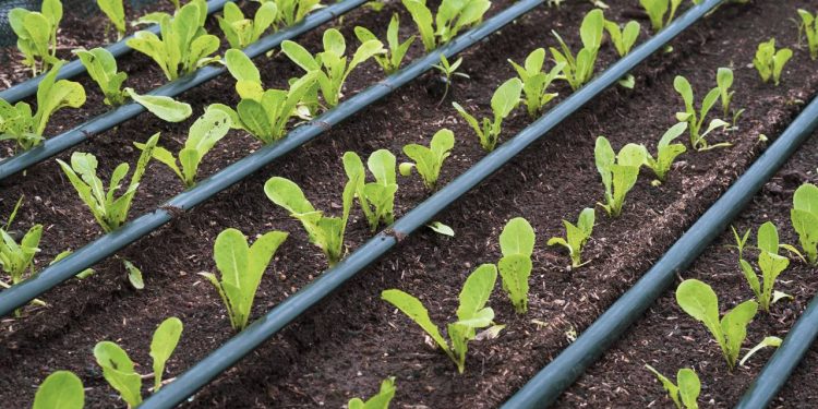 Como usar gotejamento e sensores para ter um jardim mais inteligente