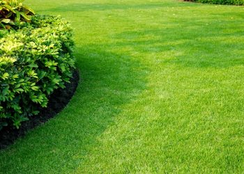 Saiba como escolher a melhor grama para o seu jardim! O manual para não errar na escolha