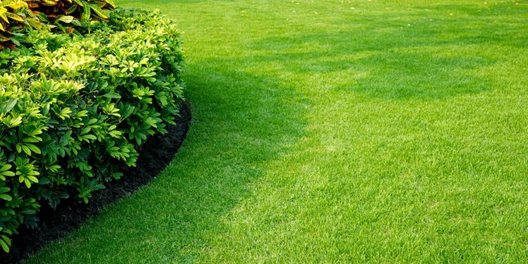 Saiba como escolher a melhor grama para o seu jardim! O manual para não errar na escolha