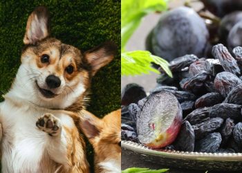 A fruta que é venenosa para cães, mas inofensiva para humanos!