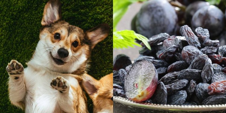 A fruta que é venenosa para cães, mas inofensiva para humanos!