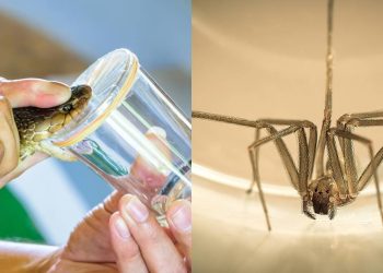 Neurotóxico ou hemotóxico? As diferenças fatais entre os venenos de cobras e aranhas
