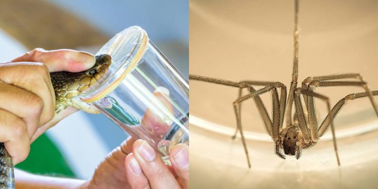 Neurotóxico ou hemotóxico? As diferenças fatais entre os venenos de cobras e aranhas