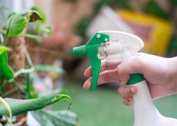 O guia do combate natural! 3 receitas caseiras para eliminar pulgões e cochonilhas