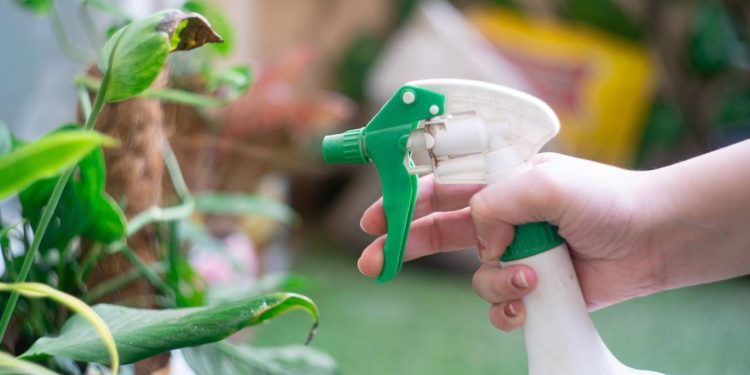 O guia do combate natural! 3 receitas caseiras para eliminar pulgões e cochonilhas