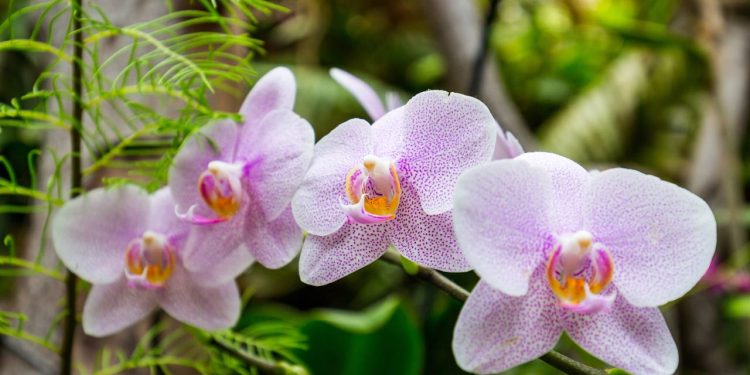 'Gelo na orquídea?' Os maiores mitos e verdades sobre o cultivo da planta