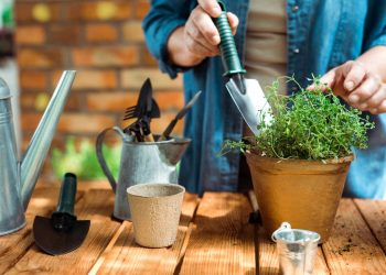 Não sabe por onde começar? Estas são as 5 ferramentas básicas para seu jardim