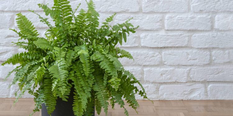 Quer ter uma samambaia? O passo a passo para o cultivo da planta do momento