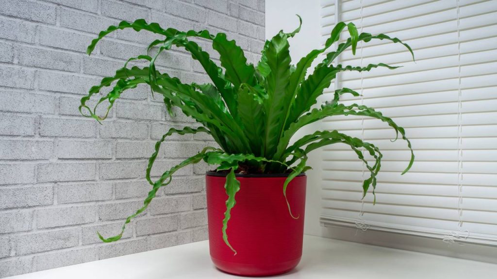 Quer ter uma samambaia? O passo a passo para o cultivo da planta do momento