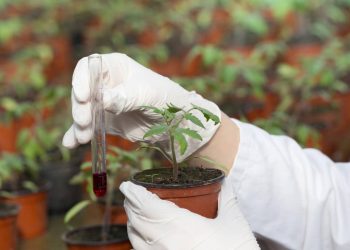 O que é substrato e por que ele é o segredo para plantas mais saudáveis? Entenda