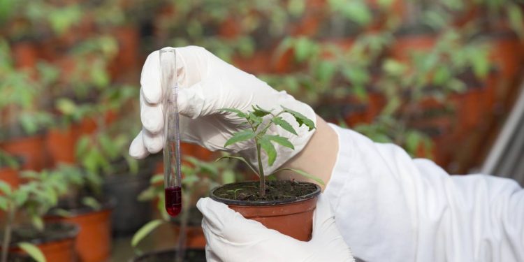 O que é substrato e por que ele é o segredo para plantas mais saudáveis? Entenda