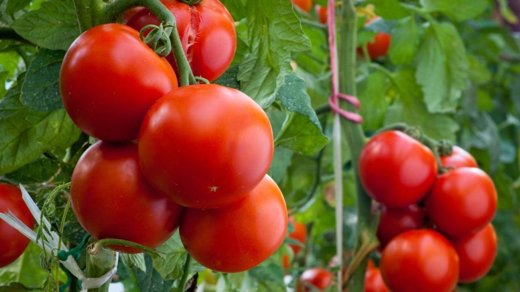 Plantar tomates pode ser mais fácil do que parece e dá muito retorno