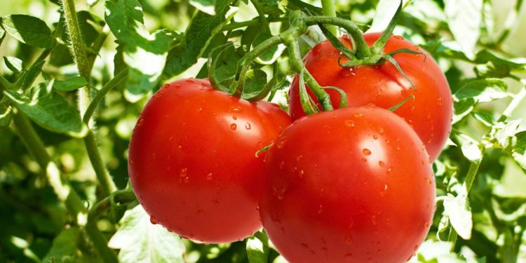 Plantar tomates pode ser mais fácil do que parece e dá muito retorno