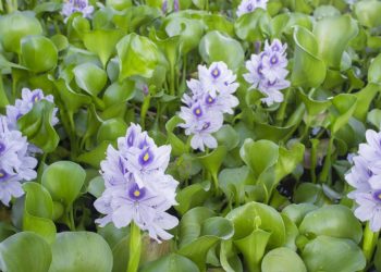 As melhores espécies de plantas aquáticas para um lago de baixa manutenção