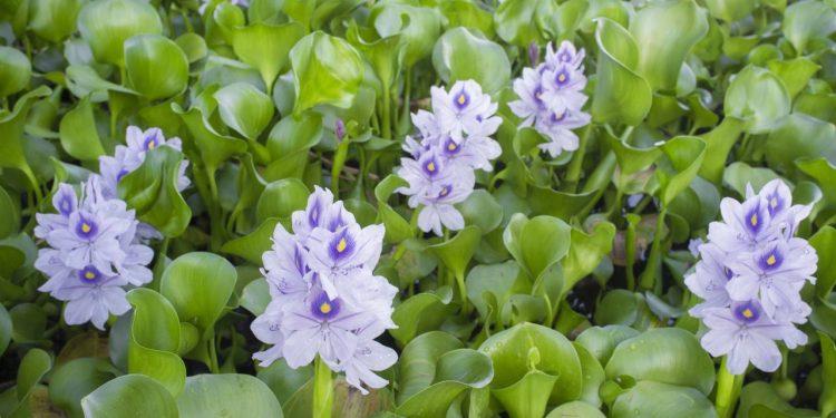 As melhores espécies de plantas aquáticas para um lago de baixa manutenção