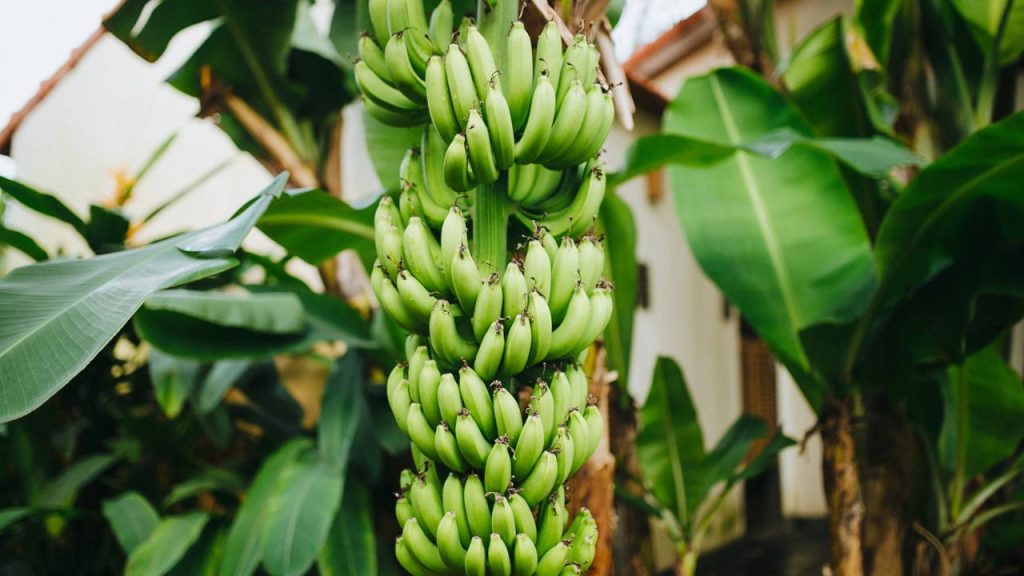 Banana é uma das frutas mais fáceis de plantar com alto rendimento