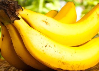Banana é uma das frutas mais fáceis de plantar com alto rendimento