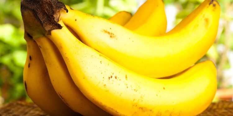Banana é uma das frutas mais fáceis de plantar com alto rendimento