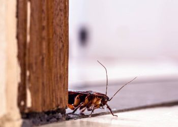 O incrível animal que sobrevive por uma semana mesmo sem a cabeça