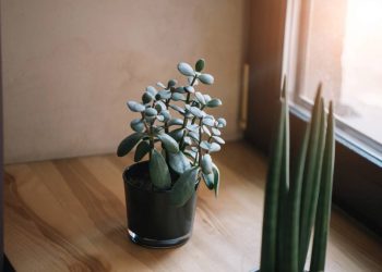 Plantas que atraem dinheiro e boa sorte segundo a tradição popular