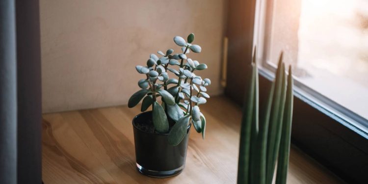 Plantas que atraem dinheiro e boa sorte segundo a tradição popular