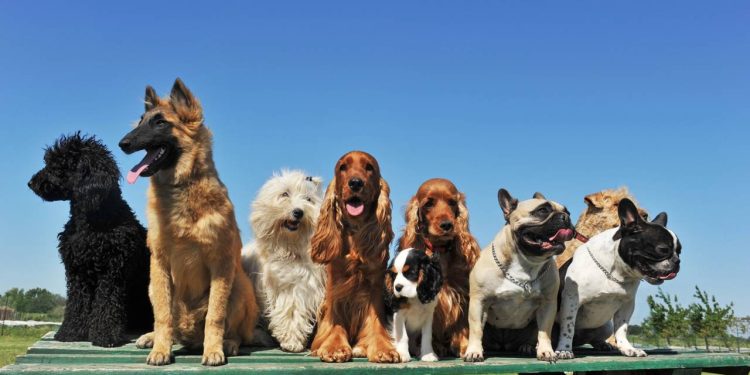 Esse motivo comum explica por que algumas pessoas evitam animais