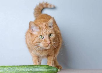 O motivo surpreendente que faz os gatos terem pavor de pepinos