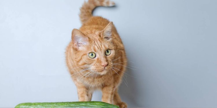 O motivo surpreendente que faz os gatos terem pavor de pepinos