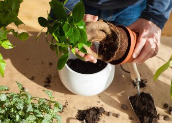 Os desafios e as recompensas de plantar ginseng e outras ervas raras em casa