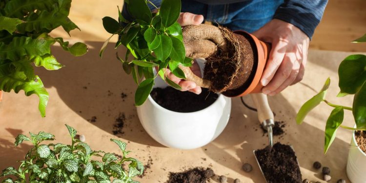 Os desafios e as recompensas de plantar ginseng e outras ervas raras em casa