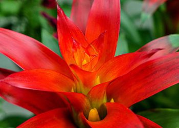 O guia para cultivar bromélias saudáveis e cheias de flores em casa