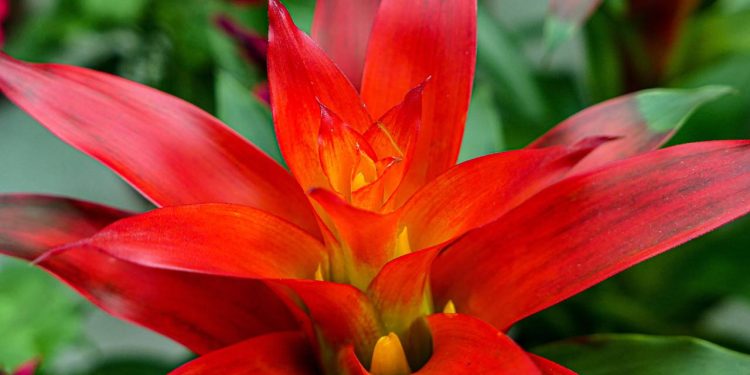 O guia para cultivar bromélias saudáveis e cheias de flores em casa