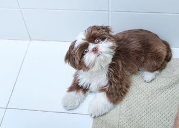 Quando um cão segue o dono por todos os cômodos da casa, a cena pode parecer apenas um gesto de carinho - Créditos: depositphotos.com / luisricardofotografo