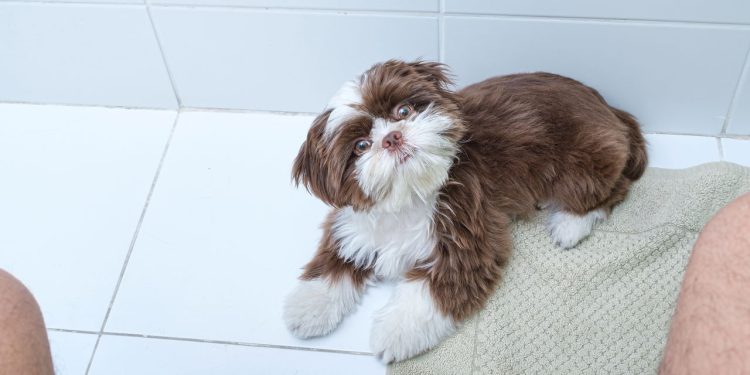 Quando um cão segue o dono por todos os cômodos da casa, a cena pode parecer apenas um gesto de carinho - Créditos: depositphotos.com / luisricardofotografo