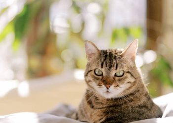 Por que os gatos sempre caem de pé? O mistério por trás desse comportamento