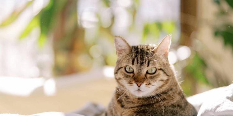 Por que os gatos sempre caem de pé? O mistério por trás desse comportamento