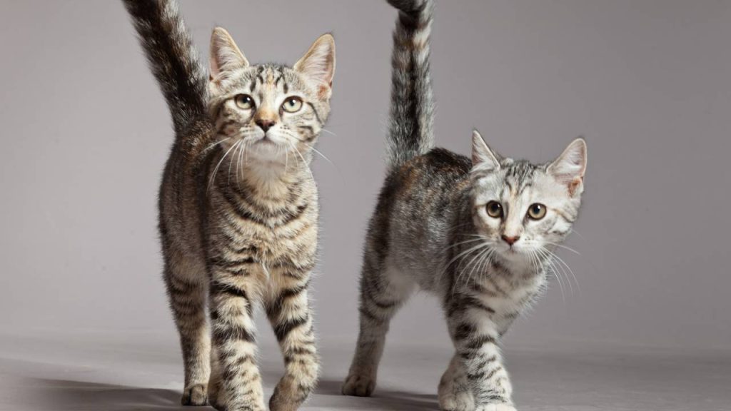 Por que os gatos sempre caem de pé? O mistério por trás desse comportamento