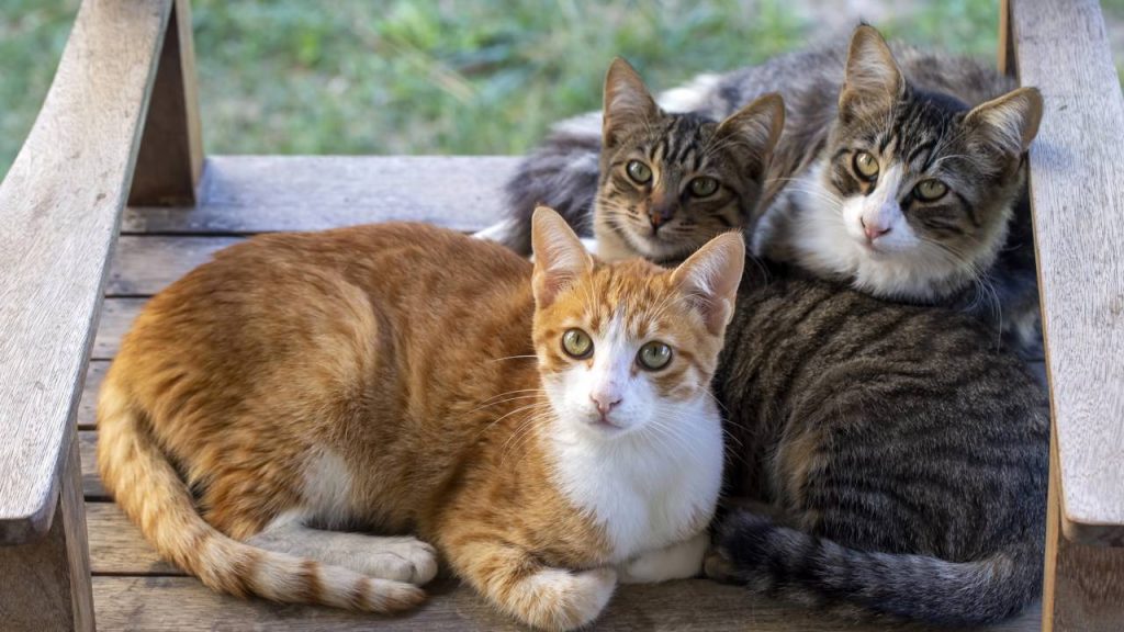 Esse motivo comum explica por que algumas pessoas evitam animais