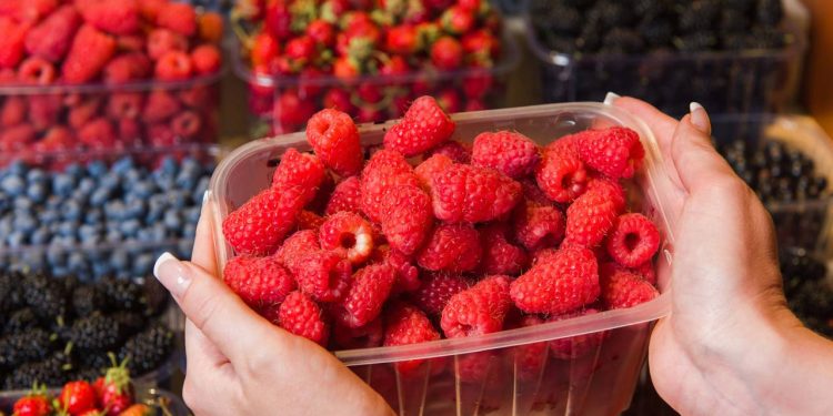 Saiba como manter as framboesas frescas e livres de mofo na geladeira
