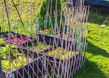 Como usar o bambu no paisagismo e controlar seu crescimento rápido