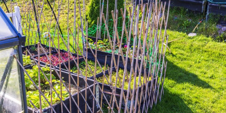 Como usar o bambu no paisagismo e controlar seu crescimento rápido