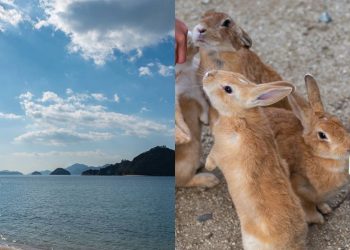 Existe uma ilha no Japão onde os coelhos superam os humanos