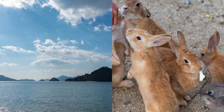 Existe uma ilha no Japão onde os coelhos superam os humanos