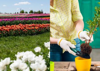 Como criar um jardim impressionante usando apenas uma cor