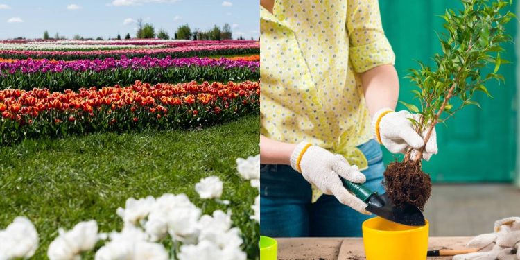 Como criar um jardim impressionante usando apenas uma cor