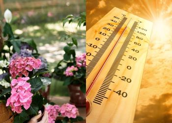 Como salvar suas plantas do sol forte e do calor intenso do verão