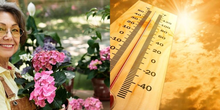Como salvar suas plantas do sol forte e do calor intenso do verão