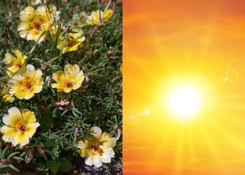 A lista de plantas resistentes ao calor ideais para plantar nesta estação