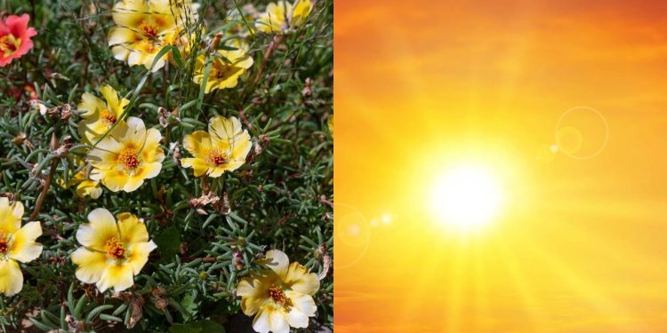 A lista de plantas resistentes ao calor ideais para plantar nesta estação